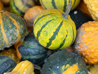 Many different decorative cucurbita