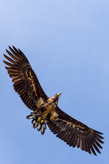 Eagle