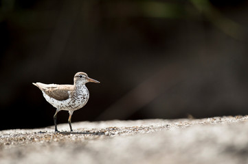 A Spotted Sandpiper stands in the mud on a bright sunny day with a dark black background.
