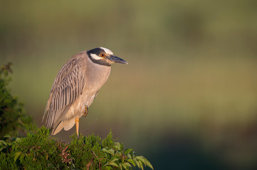 A Yellow-crowned Night Heron with Smooth Green Background in the soft early morning sunlight.
