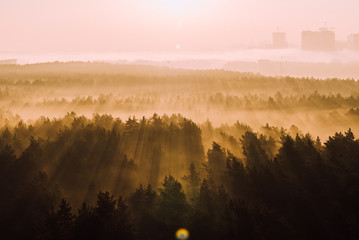 Bright sun setting over forest