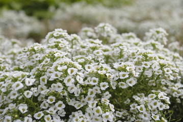 small white flowers