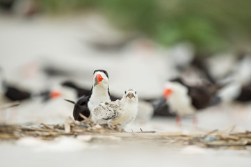 A baby Black Skimmer chick and adult birds stand on a sandy beach in a colony o birds in soft overcast light.