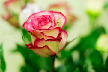 Pink and white blooming roses gifrt with love