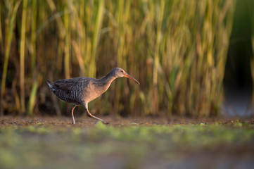 A Clapper Rail walks in the open marsh in the early morning sunlight