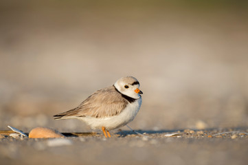 Adult Piping Plover standing on a sandy beach with a large shell in the bright sunlight.