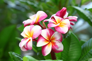  plumeria flowers and leaves 