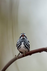 A Black and White Warbler perched on a branch singing loudly viewed head-on