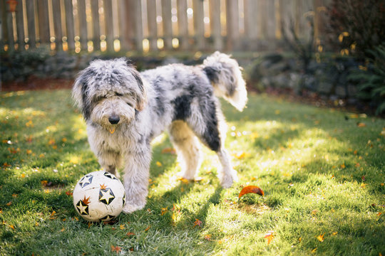 Puppy with Ball