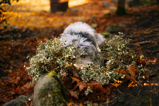 Dog Hides in Bush