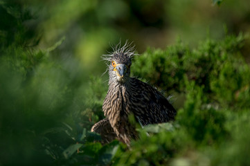 A young juvenile Yellow-crowned Night Heron perched in the green trees on a bright sunny day.