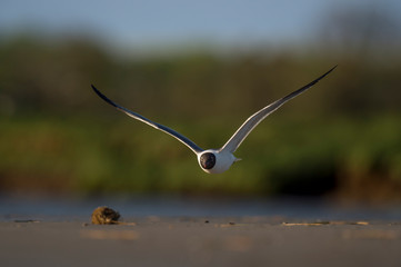 A Laughing Gull flies low over the ground in the evening sun with a smooth green background.