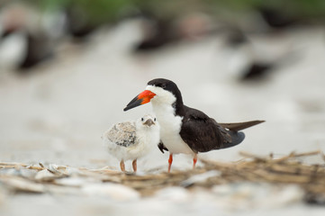 A baby Black Skimmer chick and adult birds stand on a sandy beach in a colony o birds in soft...