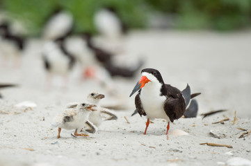 A baby Black Skimmer chick and adult birds stand on a sandy beach in a colony o birds in soft overcast light.