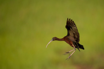 A Glossy Ibis flies in front of a smooth green background of marsh grasses in the early morning sunlight.
