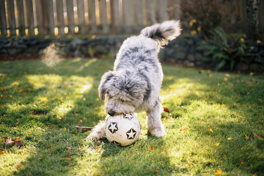 Puppy with Ball