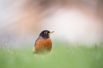 An American Robin stands in bright green grass with a light white background.