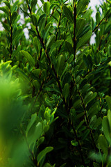 green leaves background
