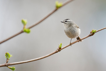A tiny Golden-crowned Kinglet perched on a branch with fresh bright green spring growth.