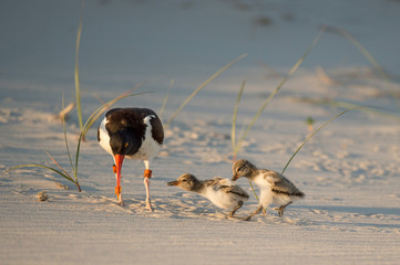 A pair of cute American Oystercatcher chicks chase each other on a sandy beach.