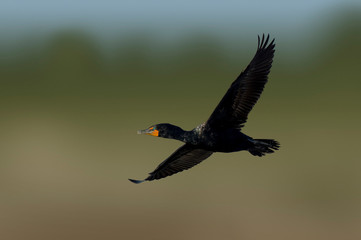 A breeding plumage Double-crested Cormorant flies in the sun with a smooth background.