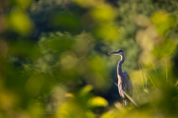 A Great Blue Heron glows in the early morning sun through out of focus green leaves