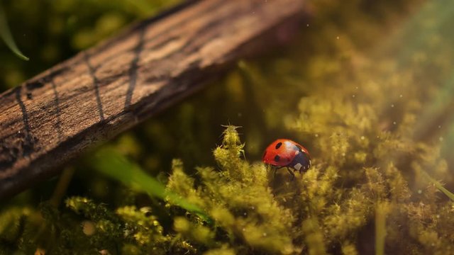 Looping Cinemagraph of ladybug micro shot