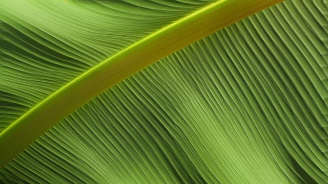 Looping Cinemagraph of macro movement of green leaf