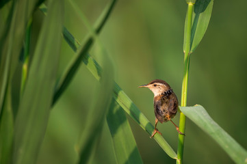 A Marsh Wren perched on green reeds with a smooth green background in the marsh.
