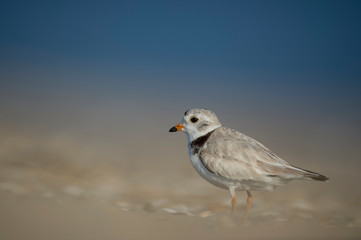 A Piping Plover stands on a sandy beach in the sunlight with a smooth background.