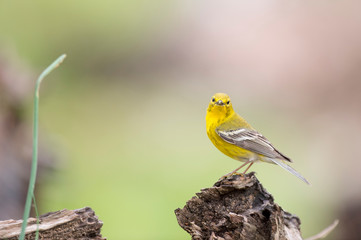 A bright yellow Pine Warbler perched on a stump of wood with a smooth brown and green background.