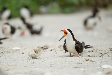 A baby Black Skimmer chick and adult birds stand on a sandy beach in a colony o birds in soft overcast light.