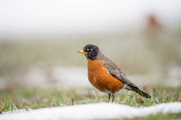 An American Robin stands in the grass with snow in front of it in soft overcast light.