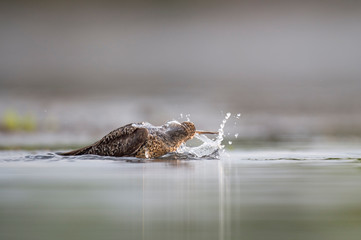 A Short-billed Dowitcher bathes and splashes around in the shallow water.