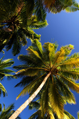 Fototapeta na wymiar Palms on Andaman islands