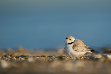 Adult Piping Plover stands on the beach with its feathers fluffed out and a chick tucked underneath with a bright blue sky.