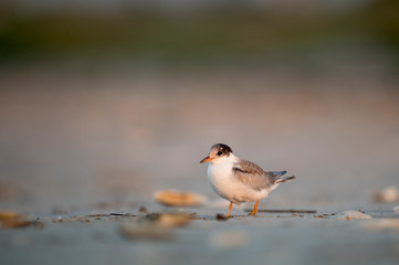 A juvenile Common Tern stands on the beach in the early morning soft sunlight with a smooth background.