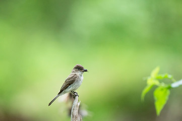 Eastern Phoebe perched on a branch with a fly in its beak and a smooth green background.
