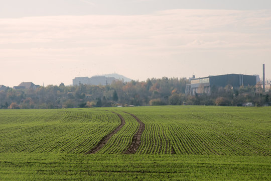smooth rows of winter crops in October in Central Europe