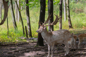 The fallow deer (Dama dama) .This deer is native species to Europe.Fallow deer  has a great...
