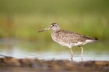 A Willet wades in the shallow water in soft overcast light with a smooth green background.