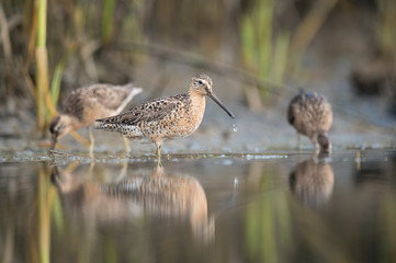 A trio of Short-billed Dowitchers stand in shallow water with one in front with a water drop off its bill.