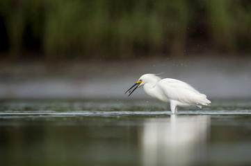 A white Snowy Egret feeds in the shallow water in a marsh with a green grass background in soft overcast light.