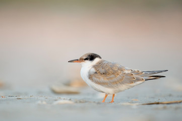 A juvenile Common Tern stands on the sandy beach in soft overcast light with a smooth background.