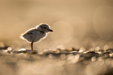 A cute Piping Plover chick glows in the bright sun on a sandy beach.