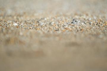 A juvenile Piping Plover peeks out from behind a mound of sand and pebbles on a beach in the bright sunlight.