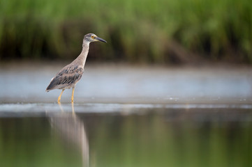 A juvenile Yellow-crowned Night Heron wades in shallow water with a reflection and green marsh grass in the background.