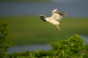 A Black-crowned Night Heron flies in front of bright green grasses and foliage in the early morning sunlight.