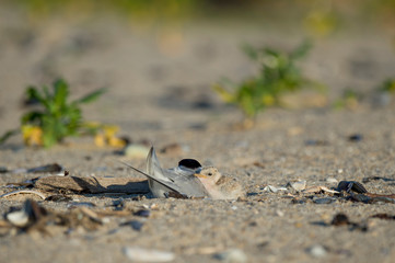 A Least Tern chick rests its head on its parent in the bright sun on a sandy beach.