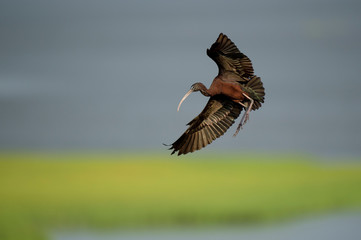A Glossy Ibis flies in front of a smooth green background of marsh grasses in the early morning sunlight.